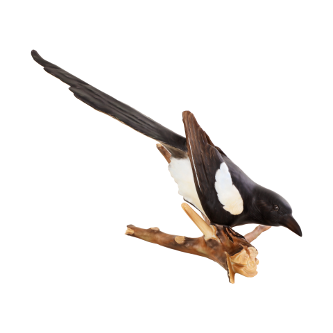 Magpie
