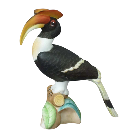 Hornbill bird