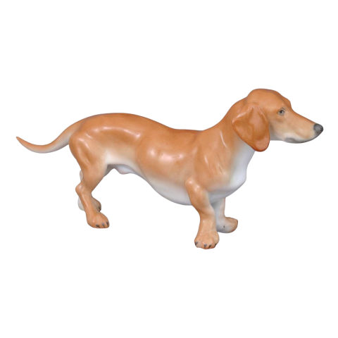 Dachshund, short-haired