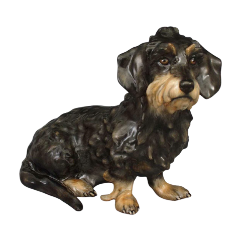 Wire-haired dachshund